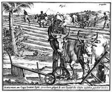 Yoking oxen and ploughing fields, South Africa, 18th century (1931)