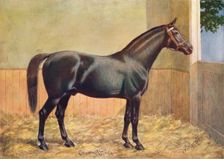 Yorkshire Coach Horse stallion Crown Prince, 1902 (c1910). Artist: Henry Powell Palfrey