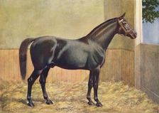 Yorkshire Coach Horse stallion Crown Prince, 1902 (c1910). Artist: Henry Powell Palfrey