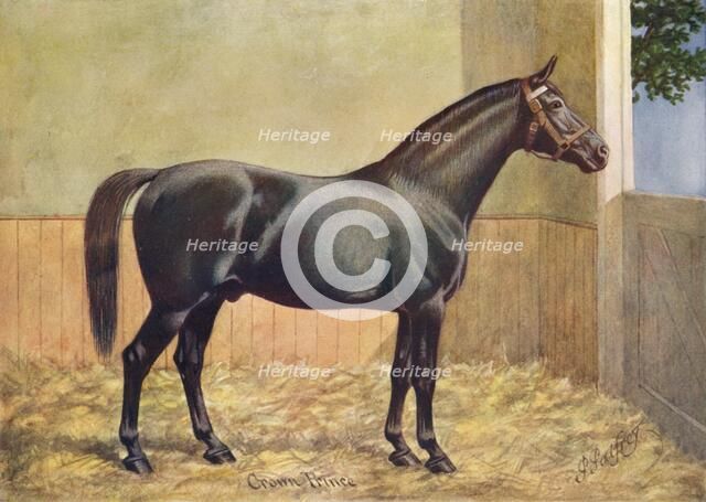 Yorkshire Coach Horse stallion Crown Prince, 1902 (c1910). Artist: Henry Powell Palfrey.