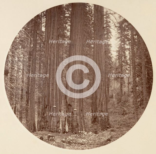 [Yosemite National Park, California], ca. 1878. Creator: Carleton Emmons Watkins.