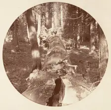 [Yosemite National Park, California], ca. 1878. Creator: Carleton Emmons Watkins