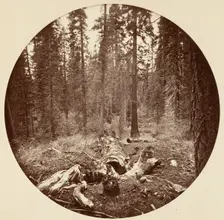 [Yosemite National Park, California], ca. 1878. Creator: Carleton Emmons Watkins