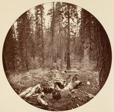 [Yosemite National Park, California], ca. 1878. Creator: Carleton Emmons Watkins