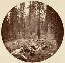 [Yosemite National Park, California], ca. 1878. Creator: Carleton Emmons Watkins