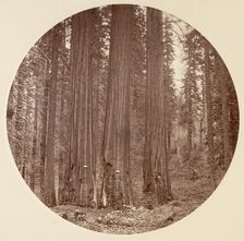 [Yosemite National Park, California], ca. 1878. Creator: Carleton Emmons Watkins