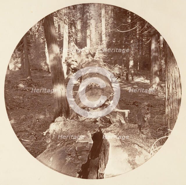 [Yosemite National Park, California], ca. 1878. Creator: Carleton Emmons Watkins.