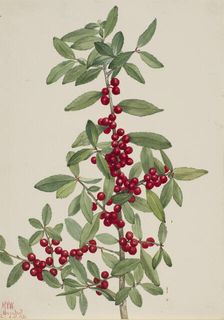 Yaupon (Ilex vomitoria), 1926. Creator: Mary Vaux Walcott