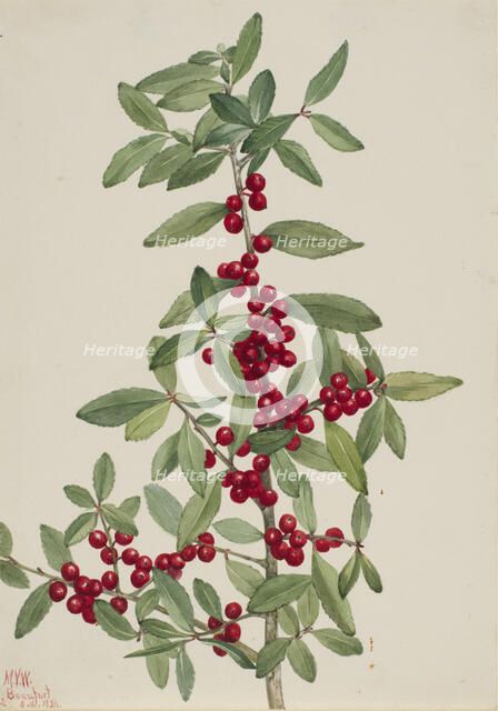 Yaupon (Ilex vomitoria), 1926. Creator: Mary Vaux Walcott.