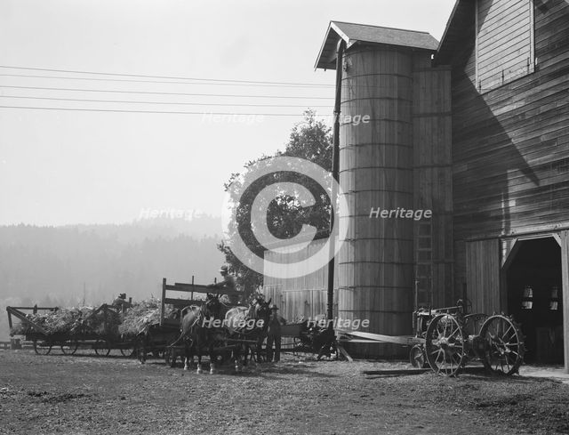 Yard of one of the eight cooperating farmers..., near West Carlton, Yamhill Country, Oregon, 1939. Creator: Dorothea Lange.