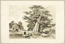 Yew, from The Park and the Forest, 1841. Creator: James Duffield Harding
