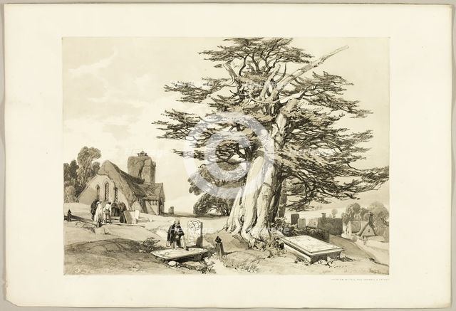 Yew, from The Park and the Forest, 1841. Creator: James Duffield Harding.