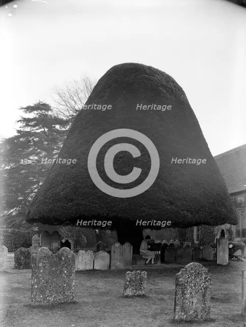 Yew tree in the churchyard of St Mary's church, Twyford, Hampshire, 1927. Artist: Nathaniel Lloyd