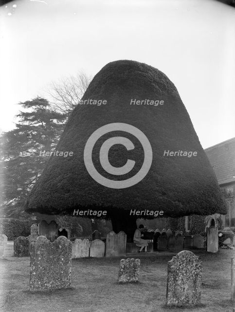 Yew tree in the churchyard of St Mary's church, Twyford, Hampshire, 1927. Artist: Nathaniel Lloyd