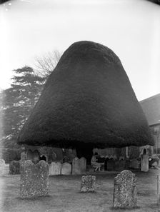 Yew tree in the churchyard of St Mary's church, Twyford, Hampshire, 1927. Artist: Nathaniel Lloyd