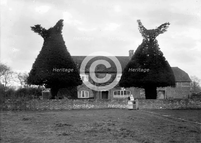 Yew tree topiary at Goosey Cottage, Goosey, Oxfordshire, c1860-c1922. Artist: Henry Taunt