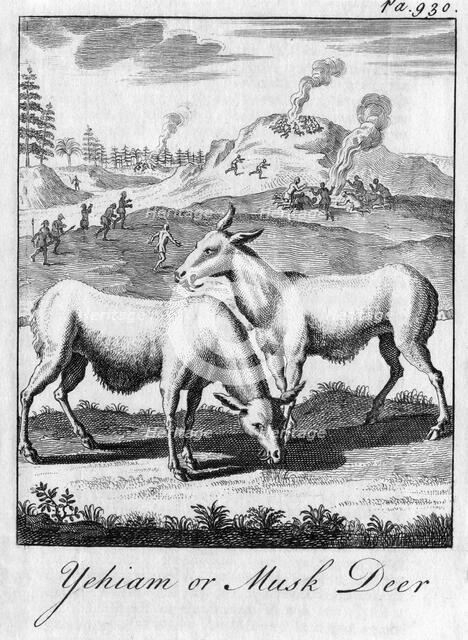 'Yehiam or Musk Deer', c18th century. Artist: Unknown