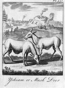 Yehiam or Musk Deer c18th century