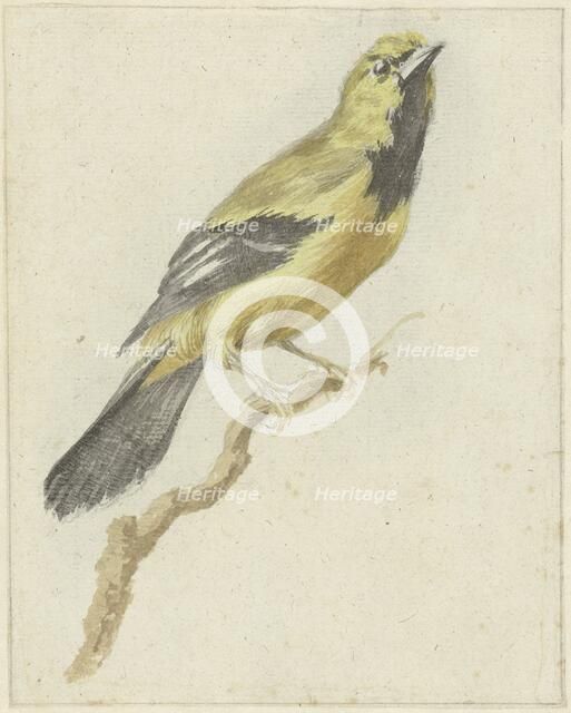 Yellow Oriole (Icterus nigrogularis), 1700-1800. Creator: Pieter Gevers.