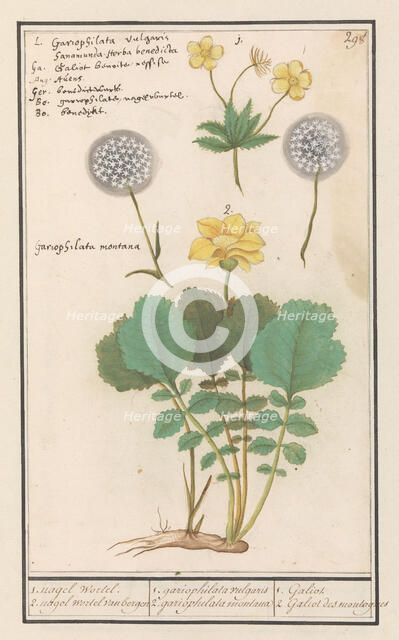 Yellow avens (Geum aleppicum) and Alpine yellow avens (Geum montanum), 1596-1610. Creators: Anselmus de Boodt, Elias Verhulst.