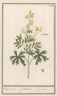 Yellow Aconite (Aconitum vulparia), 1596-1610. Creators: Anselmus de Boodt, Elias Verhulst