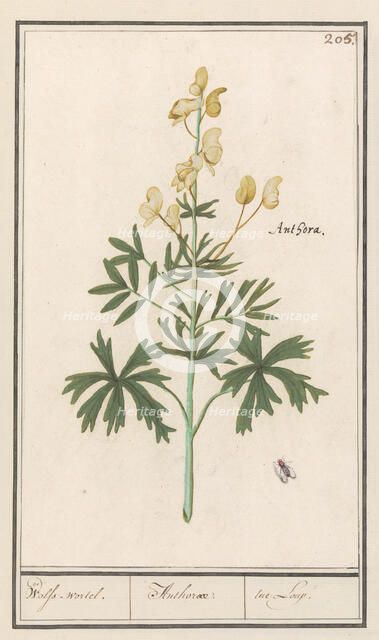 Yellow Aconite (Aconitum vulparia), 1596-1610. Creators: Anselmus de Boodt, Elias Verhulst.
