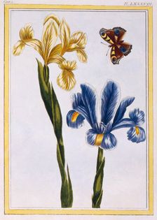 Yellow and Violet Irises, pub. 1776. Creator: Pierre Joseph Buchoz (1731-1807)
