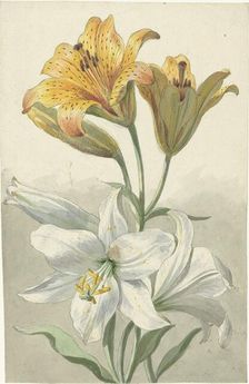 Yellow and White Lilies, c.1780. Creator: Willem van Leen