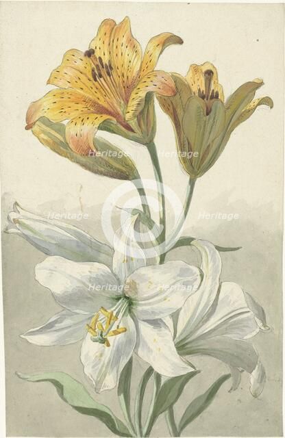 Yellow and White Lilies, c.1780. Creator: Willem van Leen.