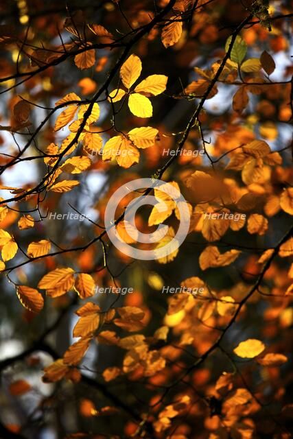 Yellow and gold autumn leaves still on the branch of a tree, 2009. Artist: James McCormick.