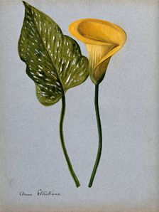 Yellow arum lily (Zantedeschia elliottiana): inflorescence and leaf Creator: Unknown
