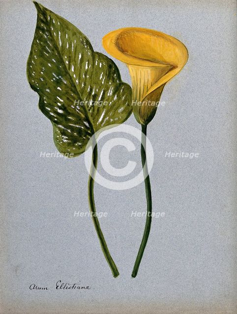 Yellow arum lily (Zantedeschia elliottiana): inflorescence and leaf Creator: Unknown.