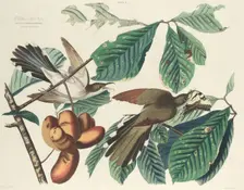 Yellow-billed Cuckoo, 1827. Creator: William Home Lizars