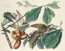 Yellow-billed Cuckoo, 1827. Creator: William Home Lizars