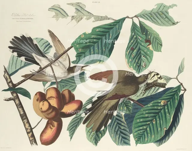 Yellow-billed Cuckoo, 1827. Creator: William Home Lizars.