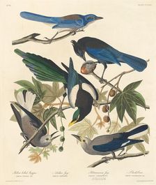 Yellow-billed Magpie, Stellers Jay, Ultramarine Jay and Clark's Crow, 1837. Creator: Robert Havell