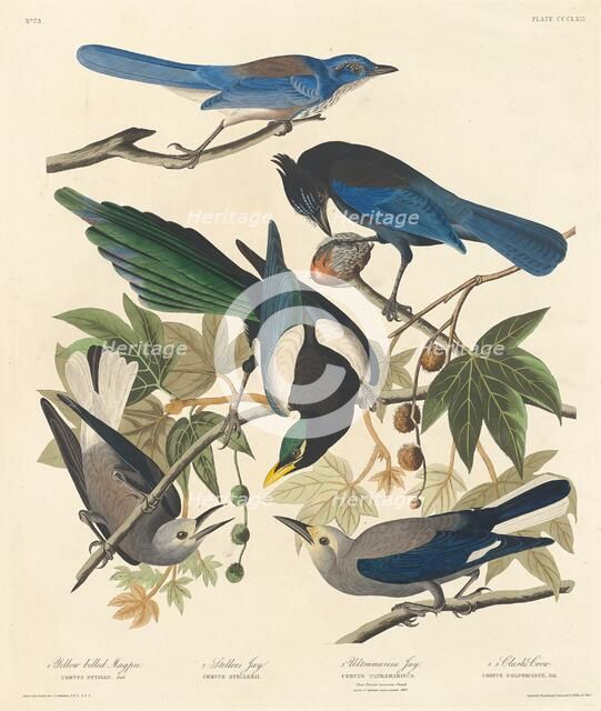 Yellow-billed Magpie, Stellers Jay, Ultramarine Jay and Clark's Crow, 1837. Creator: Robert Havell.