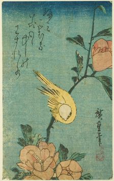 Yellow bird and hibiscus, c. 1830s. Creator: Ando Hiroshige