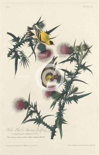 Yellow Bird or American Goldfinch, 1828. Creator: Robert Havell.