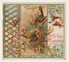 Yellow-breasted Chat, from the Birds of America series (N37) for Allen & Ginter Cigarettes..., 1888. Creator: Allen & Ginter