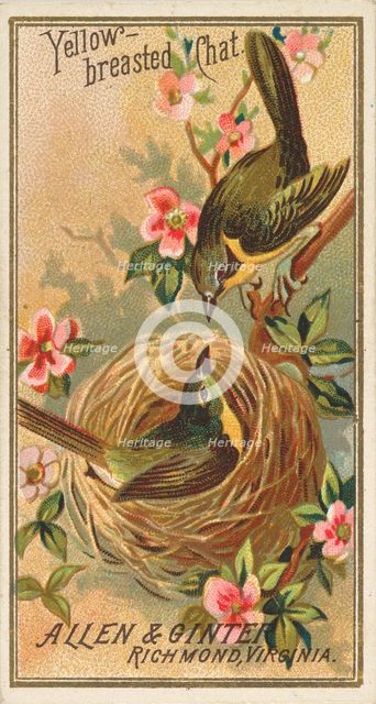 Yellow-breasted Chat, from the Birds of America series (N4) for Allen & Ginter Cigarettes ..., 1888. Creator: Allen & Ginter.