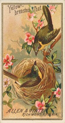 Yellow-breasted Chat, from the Birds of America series (N4) for Allen & Ginter Cigarettes ..., 1888. Creator: Allen & Ginter