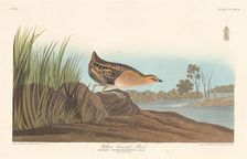 Yellow-breasted Rail, 1836. Creator: Robert Havell
