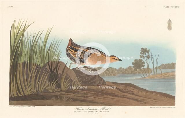 Yellow-breasted Rail, 1836. Creator: Robert Havell.