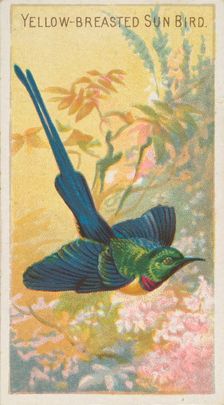 Yellow-Breasted Sun Bird, from the Birds of the Tropics series (N5) for Allen & Ginter Cig..., 1889. Creator: Allen & Ginter