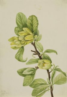 Yellow Cucumbertree (Magnolia cordata), 1922. Creator: Mary Vaux Walcott