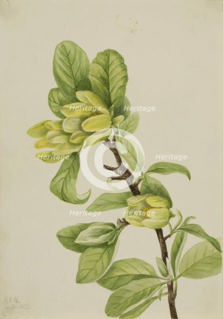 Yellow Cucumbertree (Magnolia cordata), 1922. Creator: Mary Vaux Walcott.