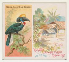 Yellow-Casque Black Hornbill, from Birds of the Tropics series (N38) for Allen & Ginter Ci..., 1889. Creator: Allen & Ginter