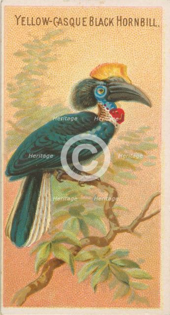 Yellow-Casque Black Hornbill, from the Birds of the Tropics series (N5) for Allen & Ginter..., 1889. Creator: Allen & Ginter.