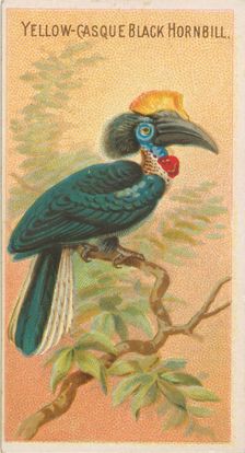 Yellow-Casque Black Hornbill, from the Birds of the Tropics series (N5) for Allen & Ginter..., 1889. Creator: Allen & Ginter